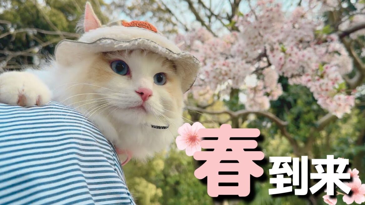 猫と桜を見ながら散歩したら帽子をかぶって歩き回る姿が可愛すぎたw|ラグドール|猫との暮らし| 猫と桜を見ながら散歩したら帽子をかぶって歩き回る姿が可愛すぎたw|ラグドール|猫との暮らし|
