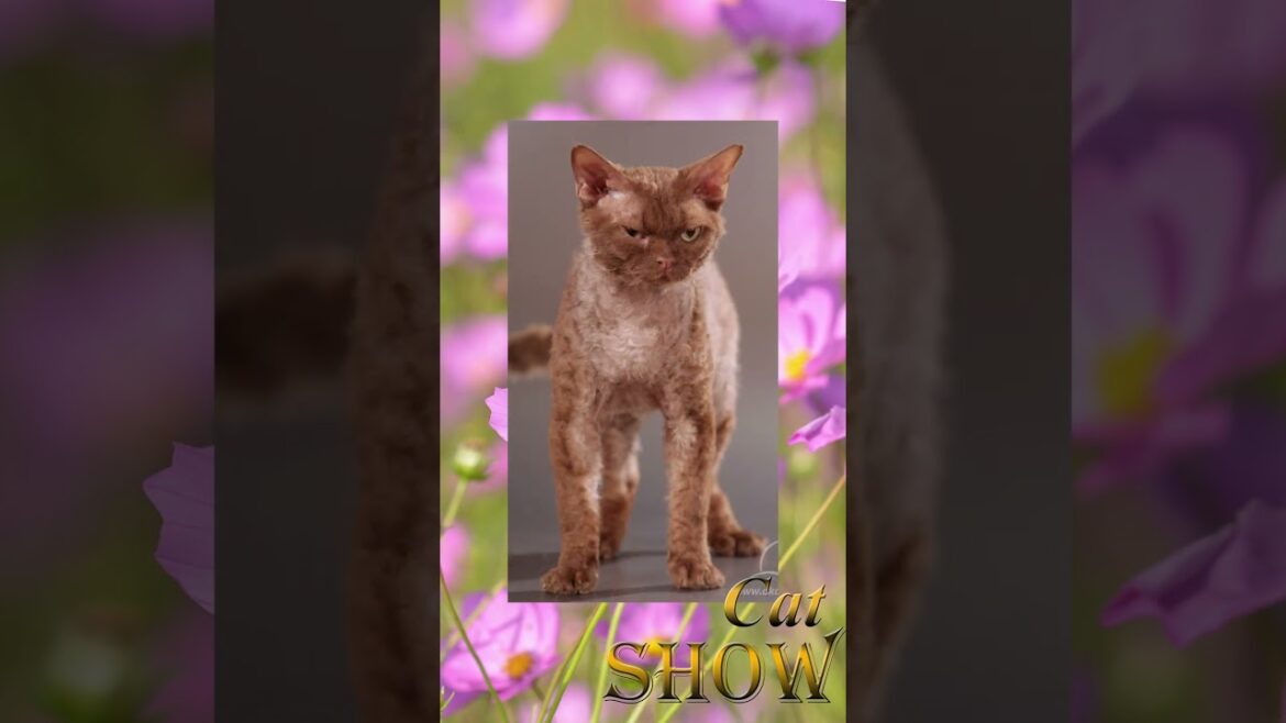 Two young Devon Rex boys at the Dreamcatcher cattery.
