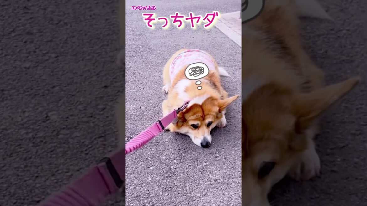 やめて。朝から全力ストライキ #コーギー #あさんぽ #shorts