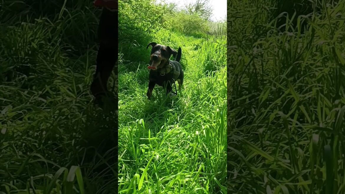 ⚡Рубик⚡ милый пёс собака ягдтерьер jagdterrier