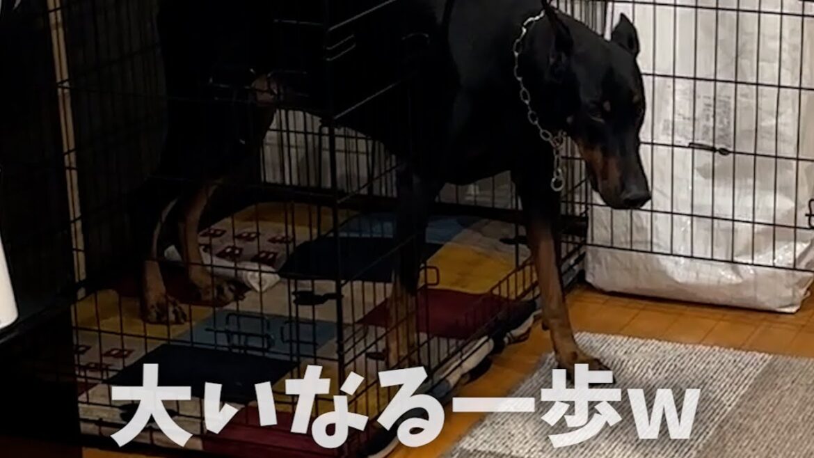 具合悪いパパを心配して、散歩に付き合ってあげるドーベルマン