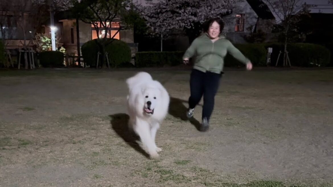 【名犬への道#4】まっすぐ走る練習_セレネちゃん日記グレートピレニーズ #超大型犬 #greatpyrenees