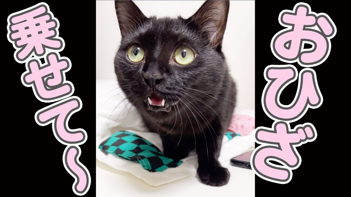 「おひざに乗せて」としゃべる猫を、のせたらまさかの結末に… #Shorts 「おひざに乗せて」としゃべる猫を、のせたらまさかの結末に… #Shorts