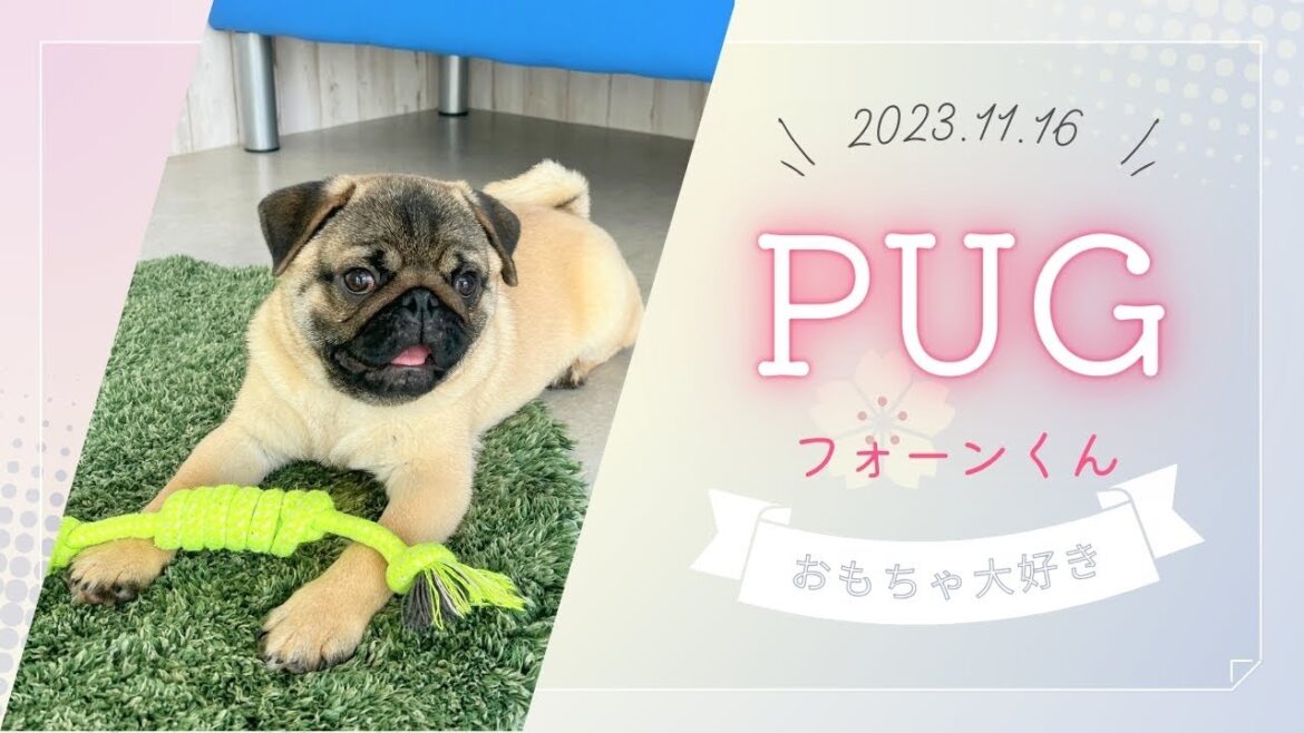 【ご家族さま募集中】2023.11.16　パグの男の子♪