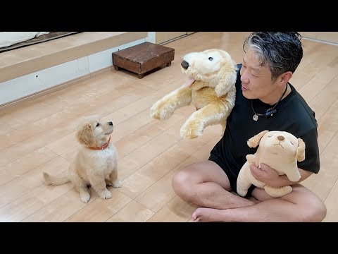 久しぶりに家族が揃う日に新たな兄弟がやってきました。【Golden Retriever japan】 久しぶりに家族が揃う日に新たな兄弟がやってきました。【Golden Retriever japan】