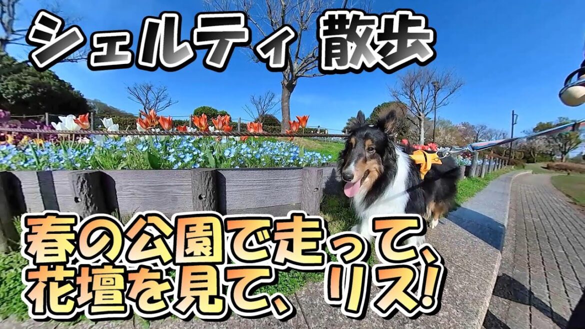 シェルティのベス、公園で走って、花壇を見て、桜の木にリス？！