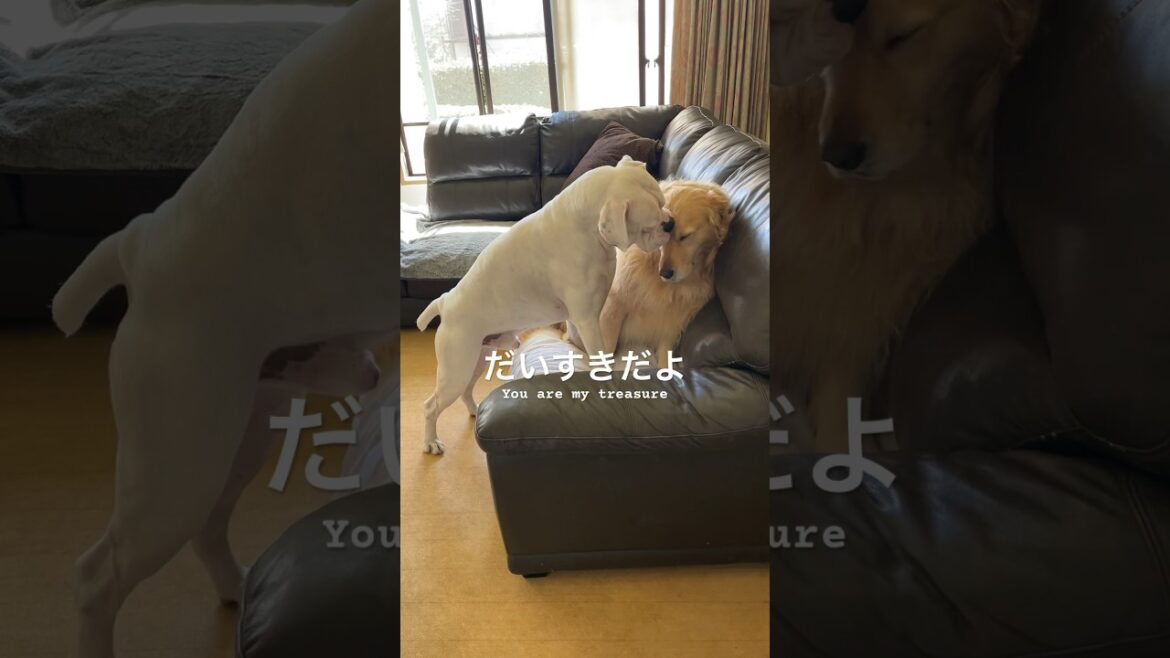 僕（ホワイトボクサー）の宝物　ゴールデンレトリバー　ボクサー犬