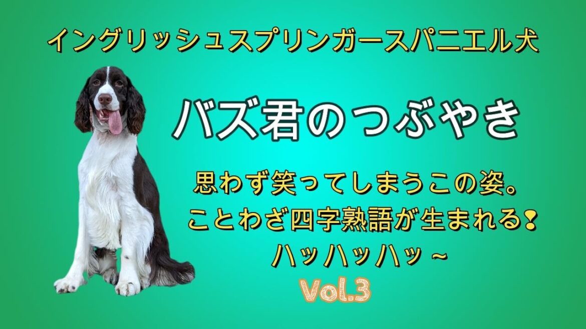 イングリッシュスプリンガースパニエル犬のバズ君のつぶやき　ことわざ・四字熟語集　わんわん大行進　ことわざ、四字熟語を楽しもう。