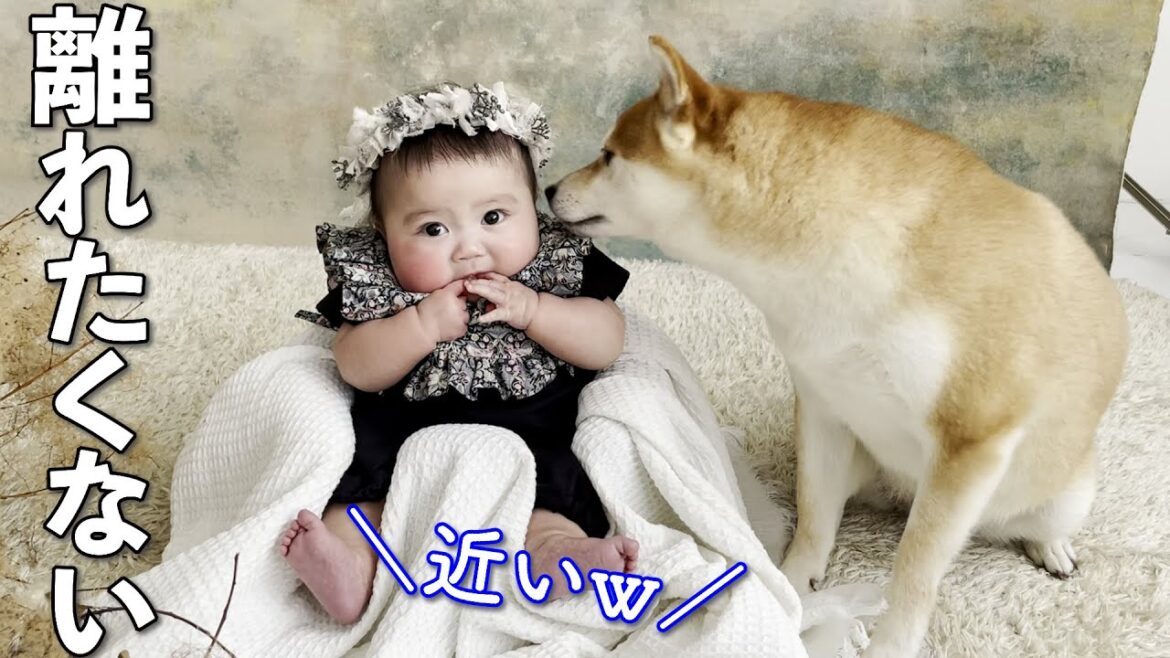 赤ちゃんのことが心配で傍から離れるとすすり泣く柴犬 赤ちゃんのことが心配で傍から離れるとすすり泣く柴犬