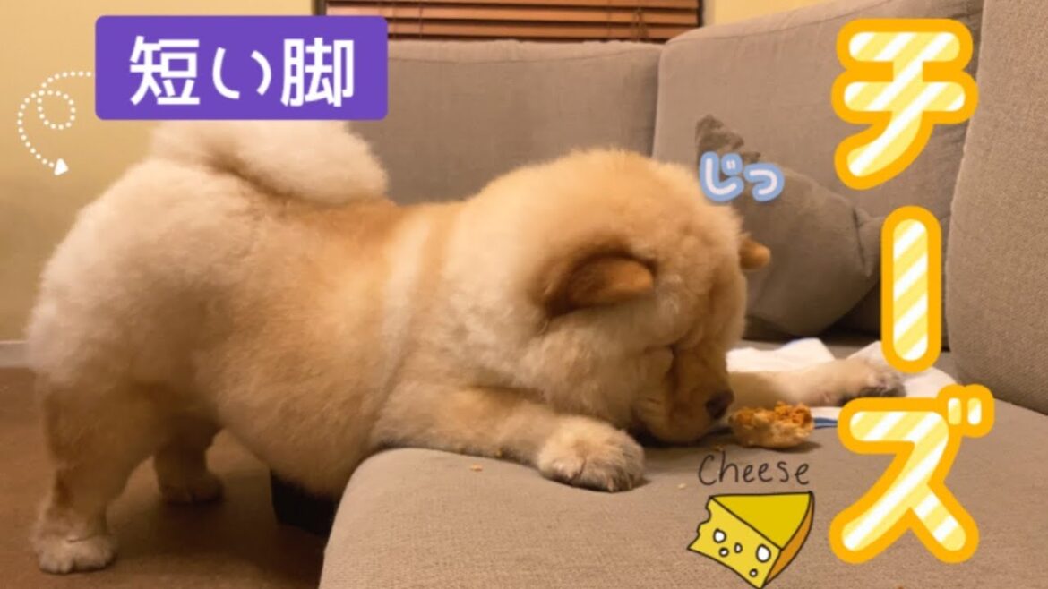 独特な体勢でチーズを食べるチャウチャウ【ASMR】