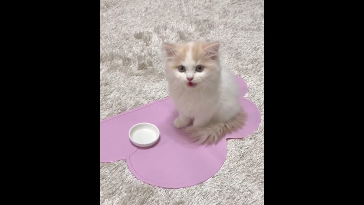 am i cute 🥰🥰 #funny #puppy #kitty #wildlife #catlover