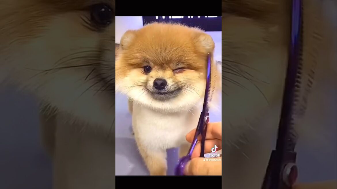もふもふ好きのためのモフモフ犬動画9選 #かわいい動物動画 #テディベアカット #ポメラニアン
