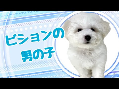 ビションフリーゼの子犬 (平野瓜破) ビションフリーゼの子犬 (平野瓜破)