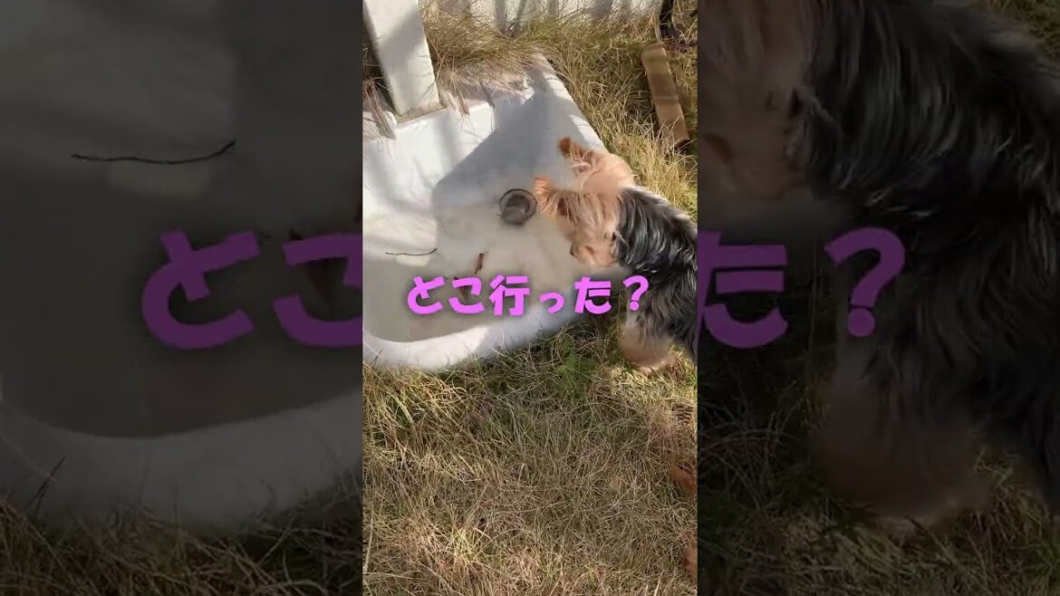 『春の珍事』最終話【#ショートドラマ 】