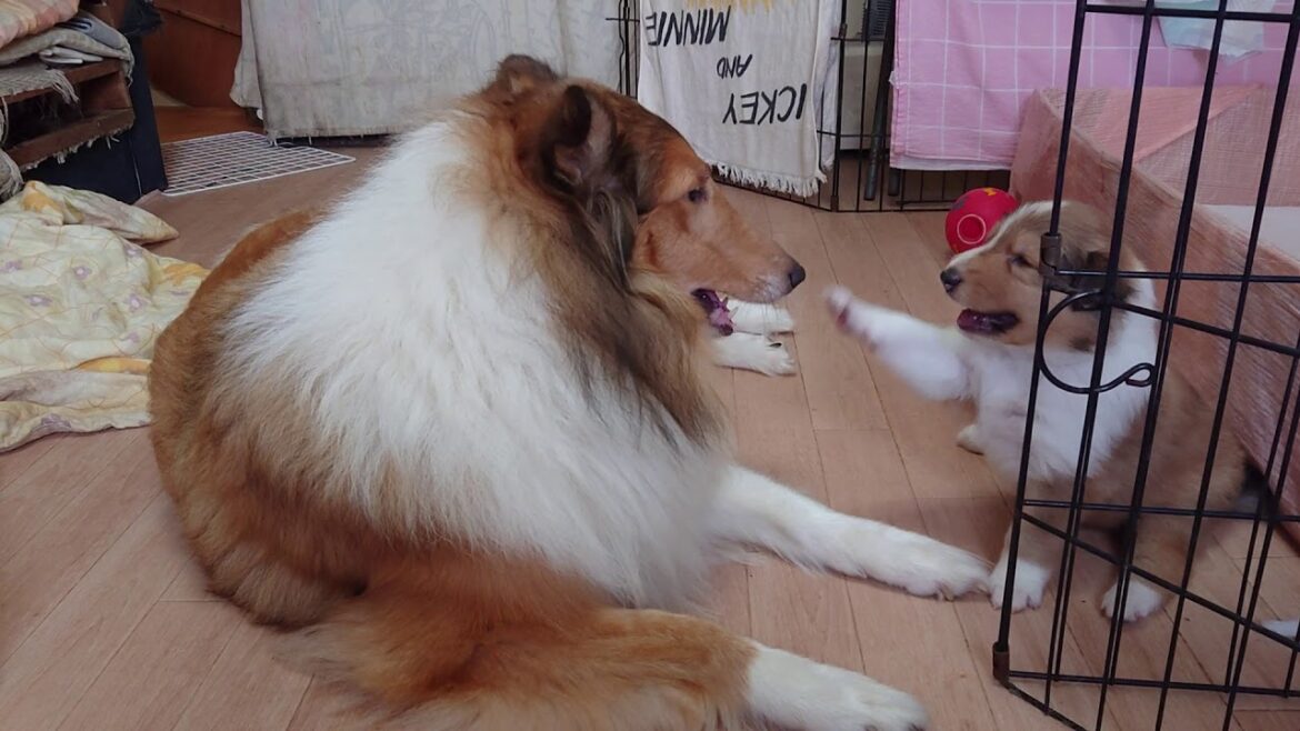 ラフコリーMotherlakecollies　ＰＡＭの子生後２４日目