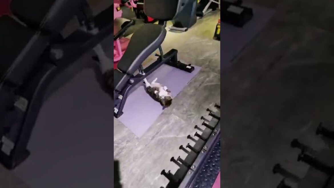 He is more fit then me 😂😂 #kitty #puppy #wildlife #funny #shorts