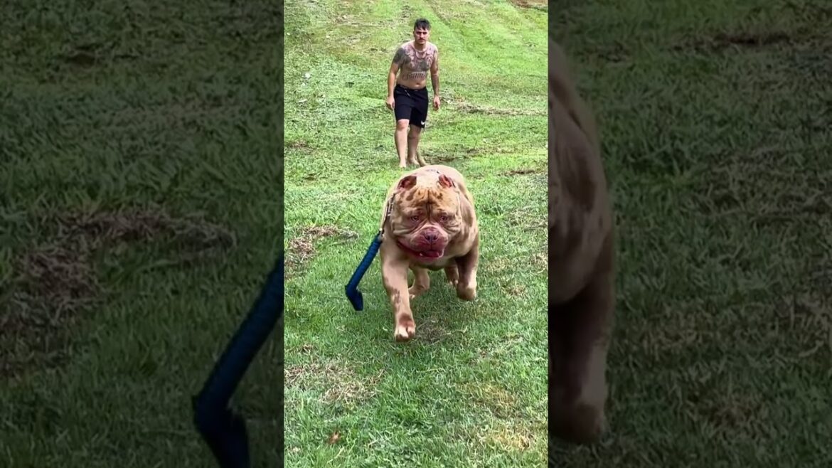 5 Most deadliest dog breeds in the world 😡🔥 #shorts