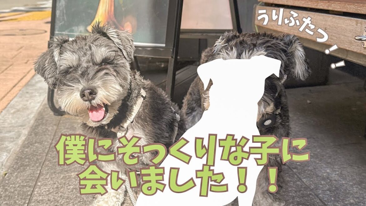 【そっくりさん】ミニチュアシュナウザーの愛犬と瓜二つなわんこに遭遇したよ！！