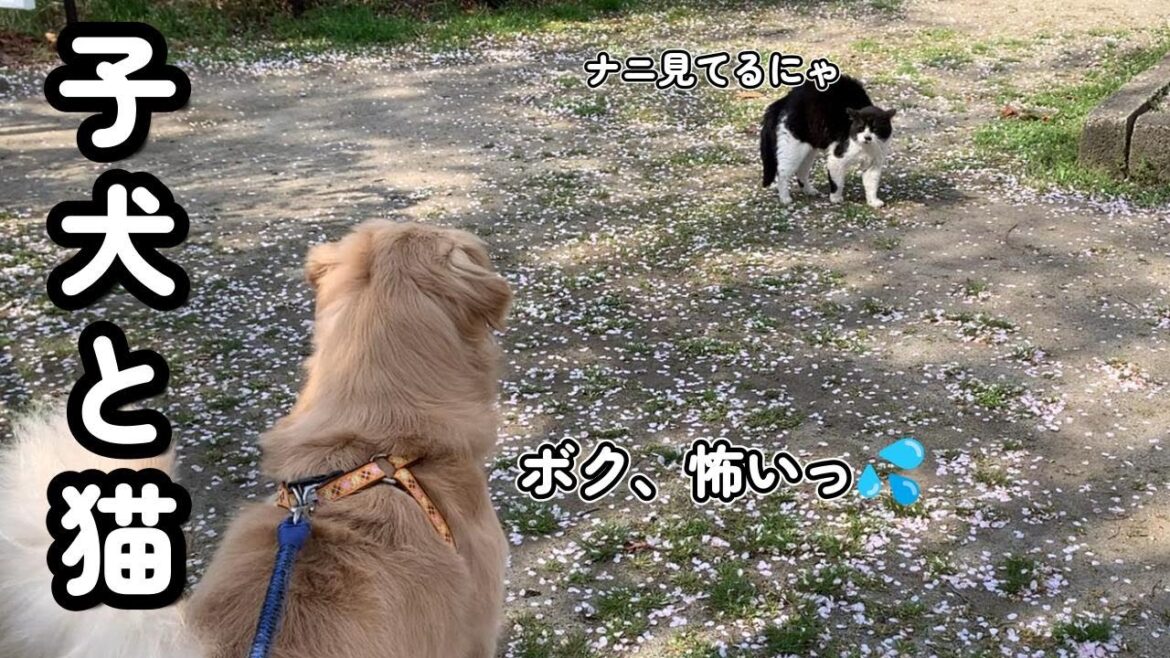 突然現れた猫に戸惑うゴールデンレトリバー【大型犬の子犬と暮らす】