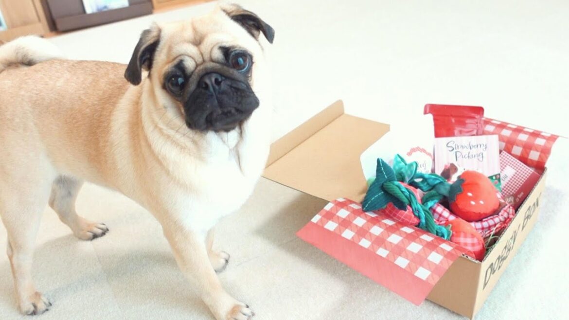 抜歯を頑張ったうちのパグにご褒美をあげました。I rewarded the pugs for her hard work on the tooth extraction.【パグ、pug】