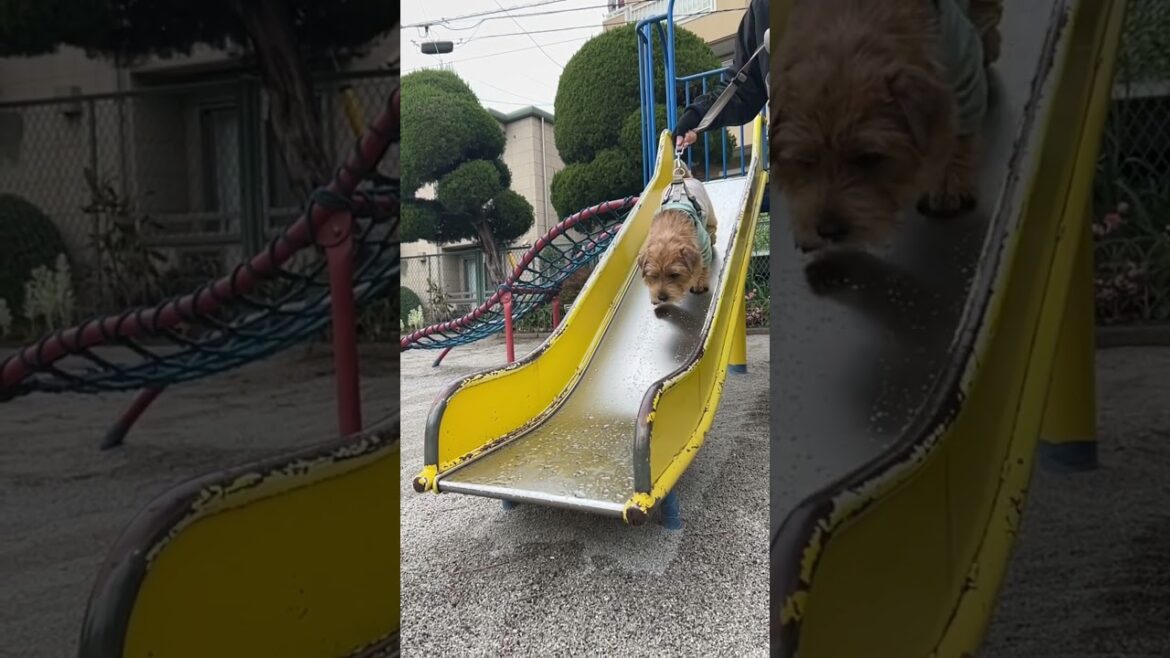 【雨の滑り台】#shorts  #norfolkterrier #dog #吉 #kichi #terrier #テリア #すべり台