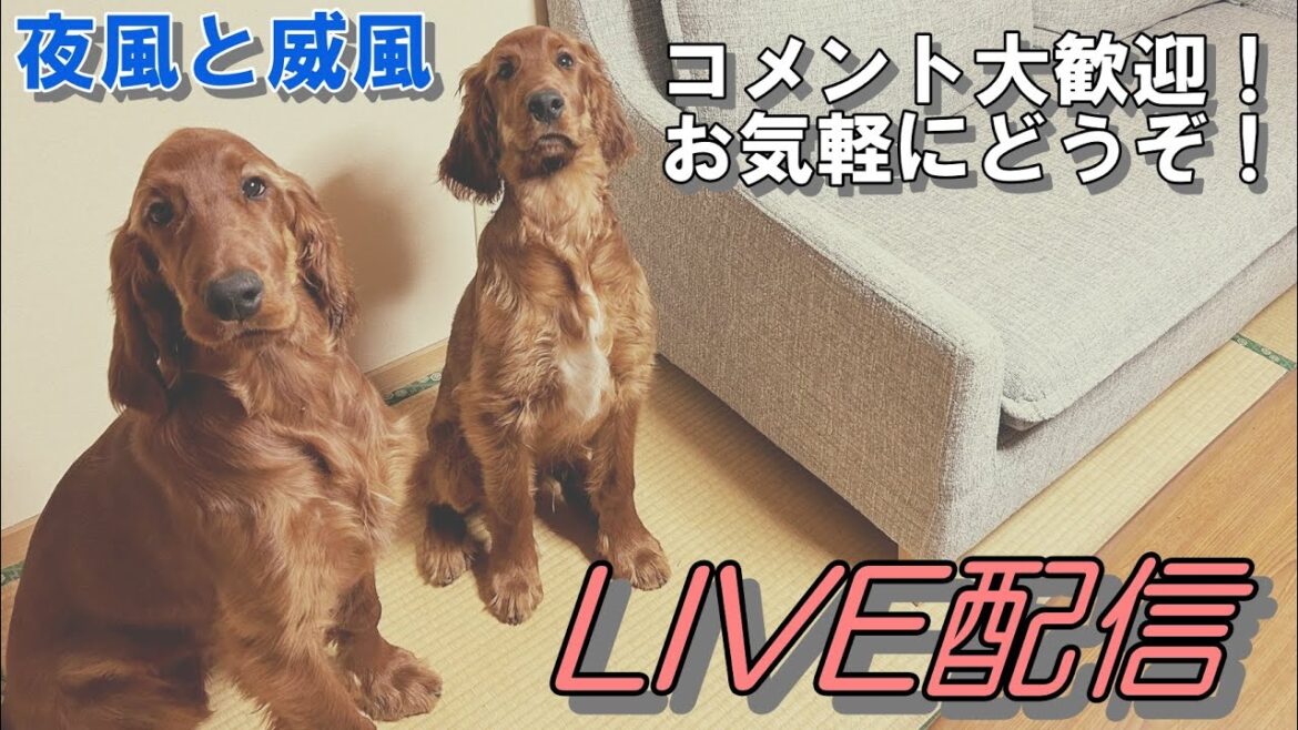 【垂れ流し配信】夜風と威風の部屋　2024.4.16