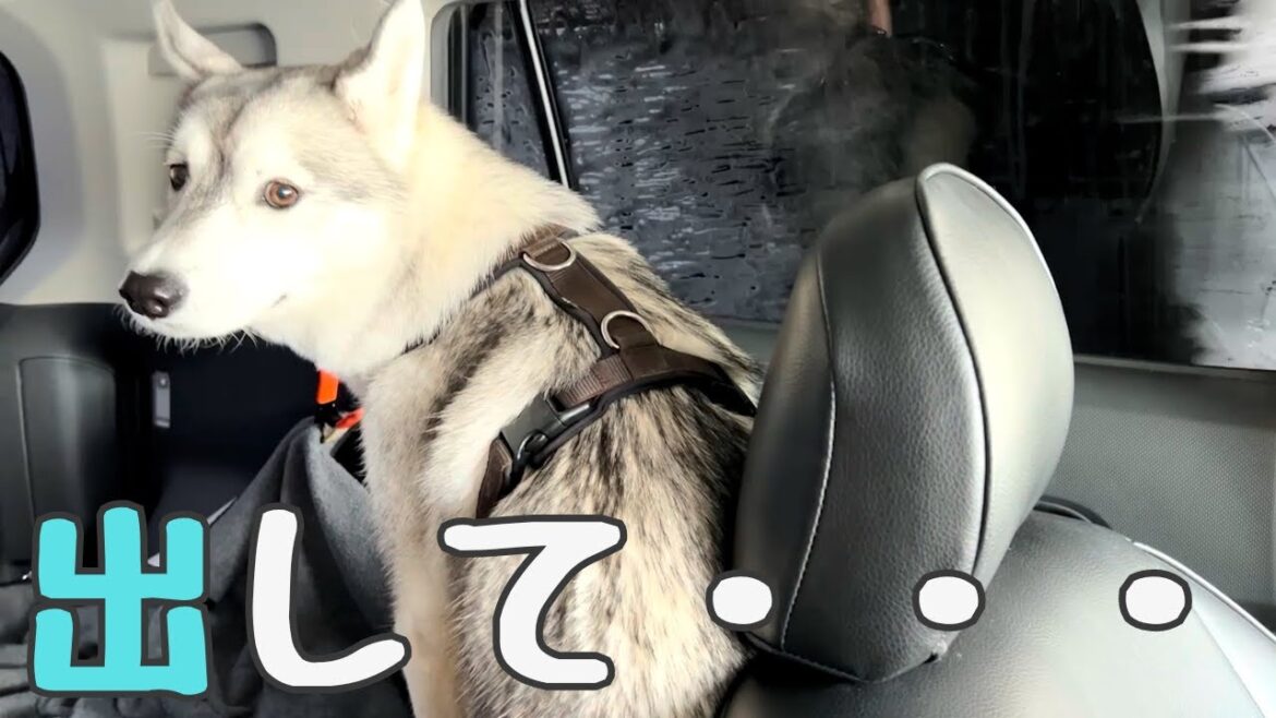 愛犬のハスキーと洗車機に入ってみたら意外な反応だった！【 ハス会前日の事前準備編♪ 】