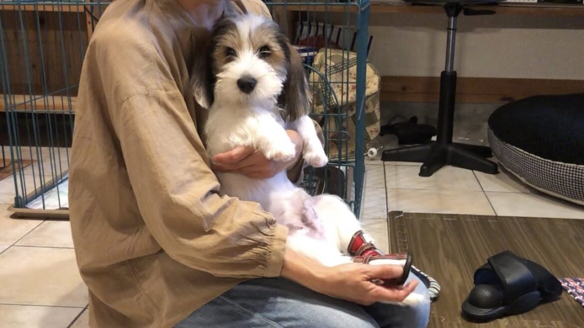 初めて靴を履いたときの動画が発掘されました【プチバセの子犬】