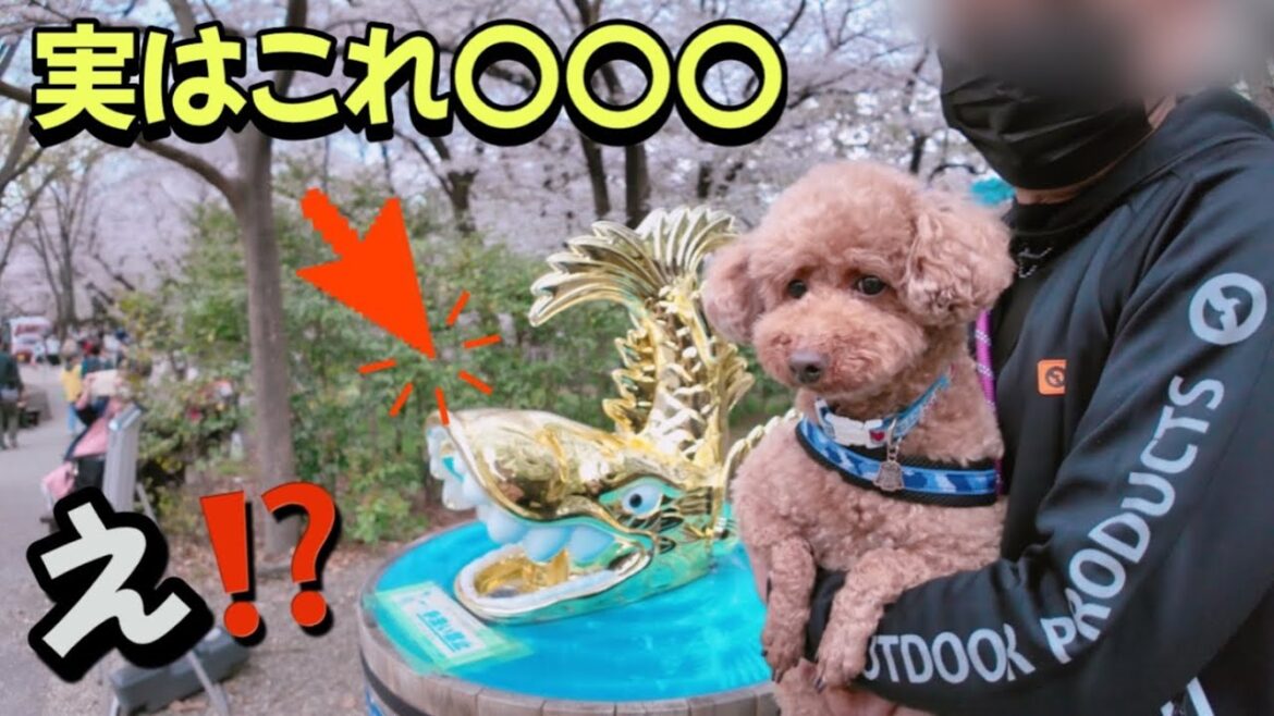 【絢爛】トイプードルの散歩 名古屋城の桜と金シャチ横丁【名古屋 しゃべる トイプードル】