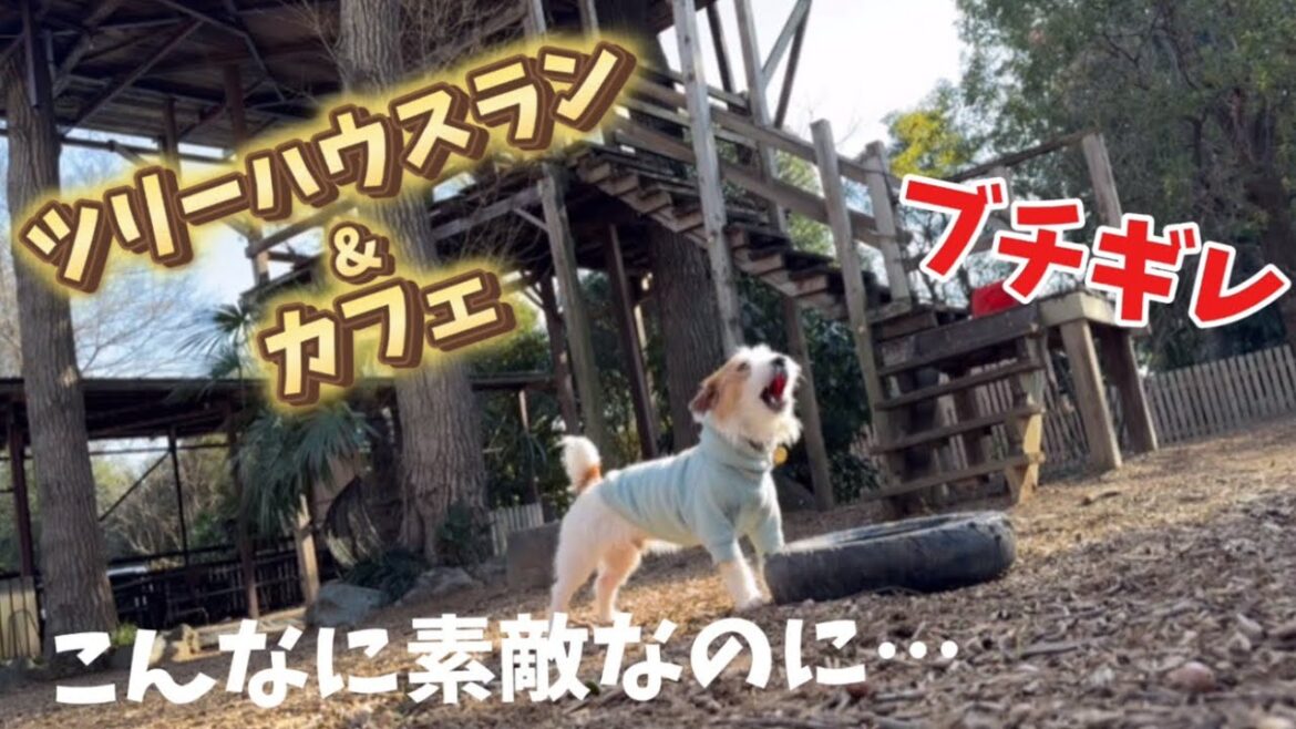 素敵なツリーハウスラン&カフェでブチギレ⁉︎その理由とは…#ジャックラッセルテリア
