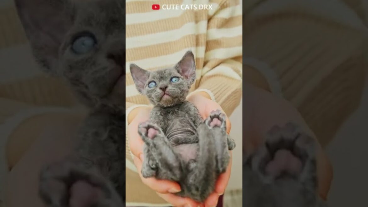 Bob handsom cat cute cat Devon Rex posing at camera #shorts Bob handsom cat cute cat Devon Rex posing at camera #shorts