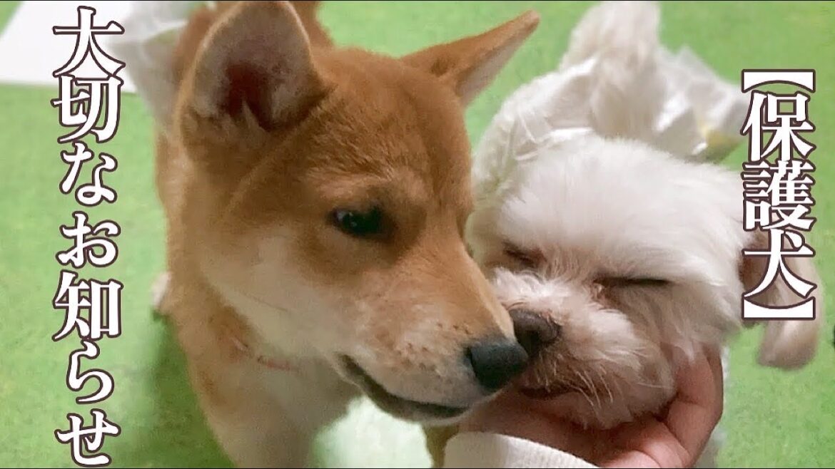 【保護犬】一般家庭からお預かりしたパグの陸、今後について「vol 397」
