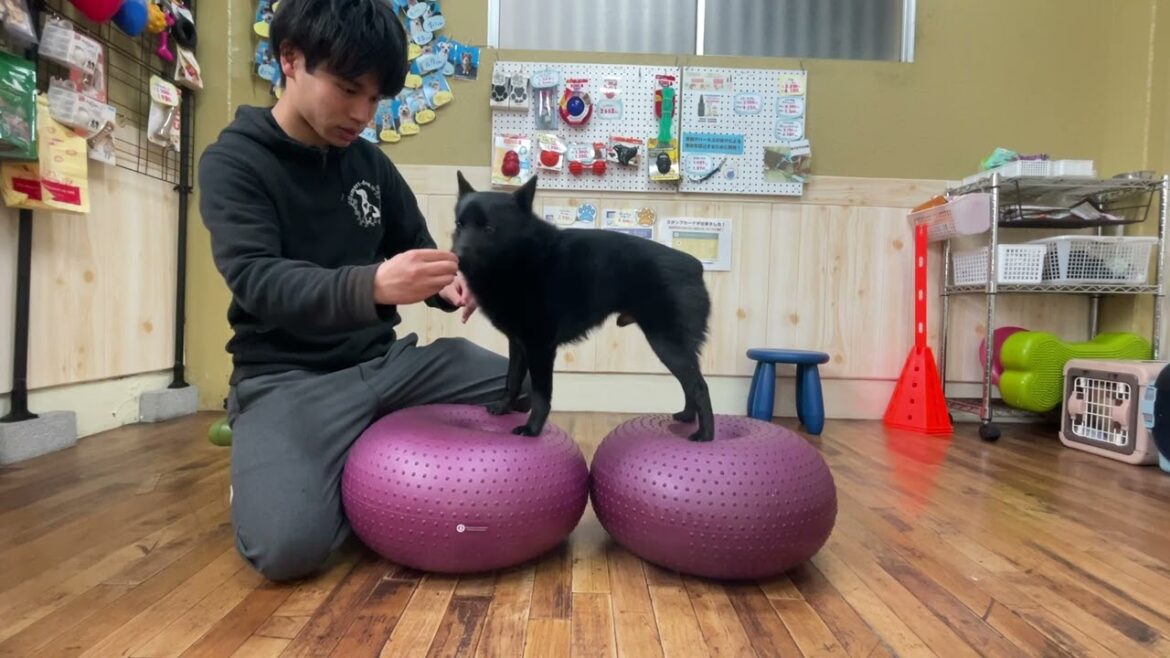 スキッパーキの”オセルくん”と”バランスボール”に挑戦！