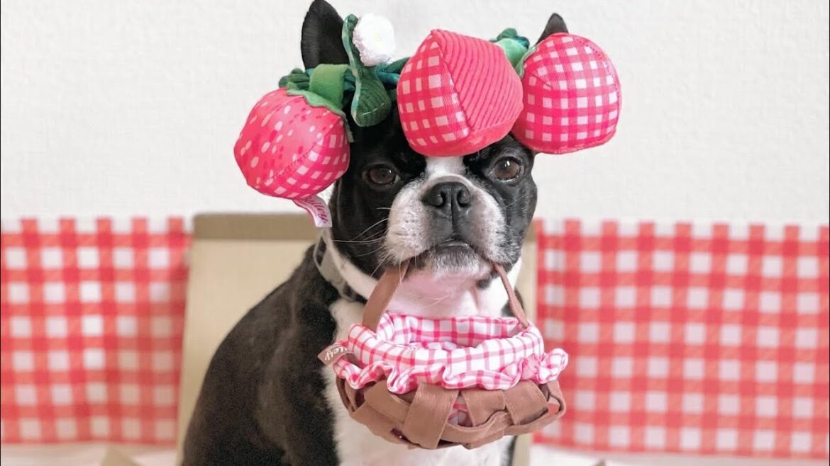 いちご狩り行きたすぎるボストンテリア　Doggy Box4月号