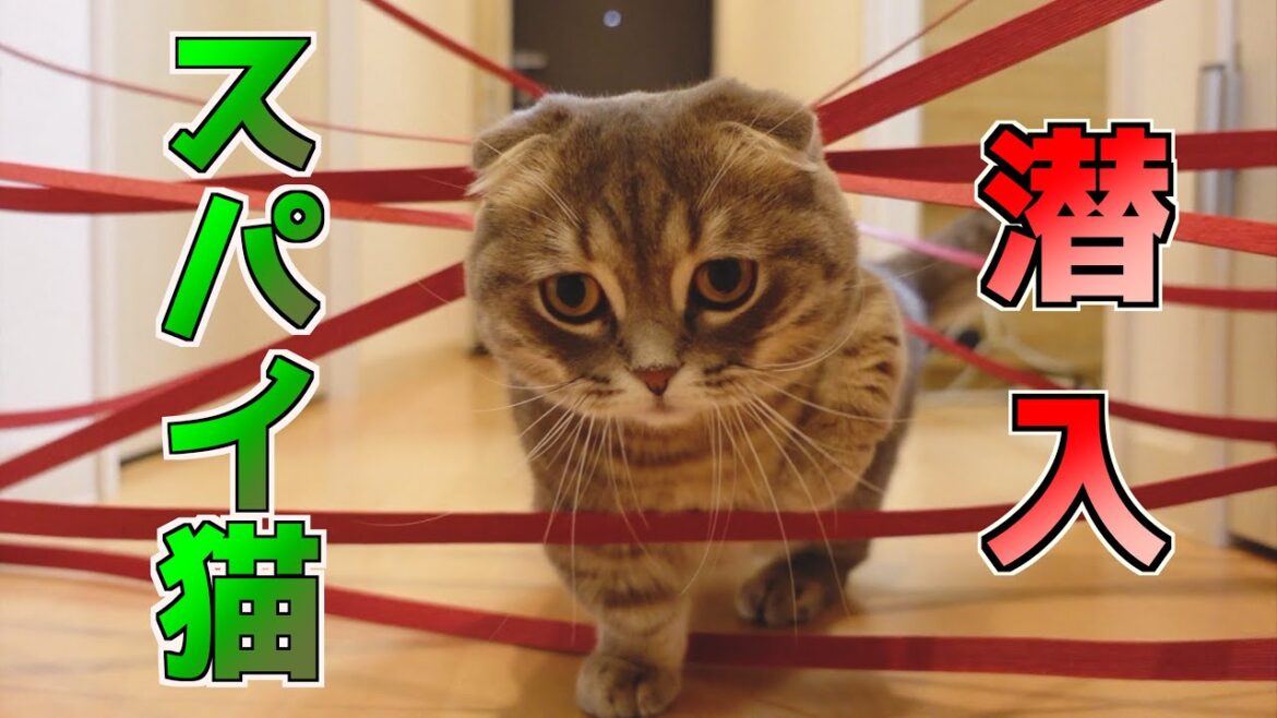 [スパイごっこ]レーザーを突破しておやつをGETしたい猫[マンチカン]