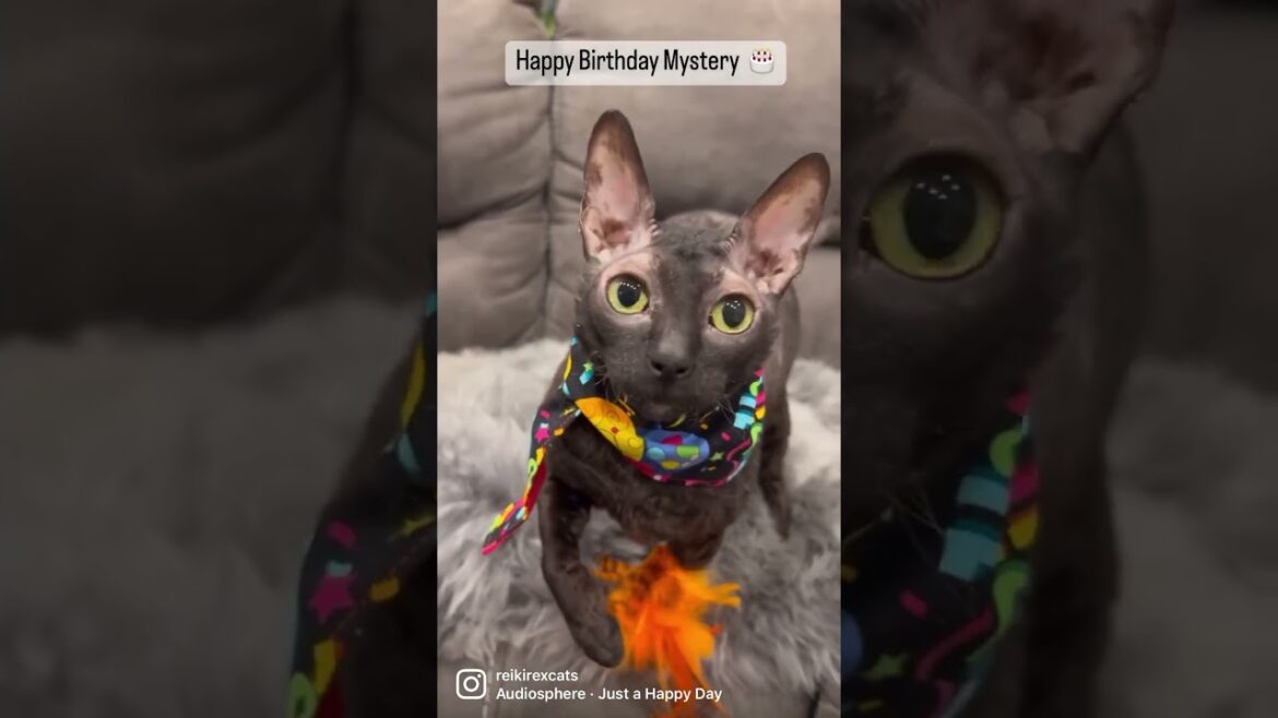 Happy Birthday to Mystery!!!  #catbirthday