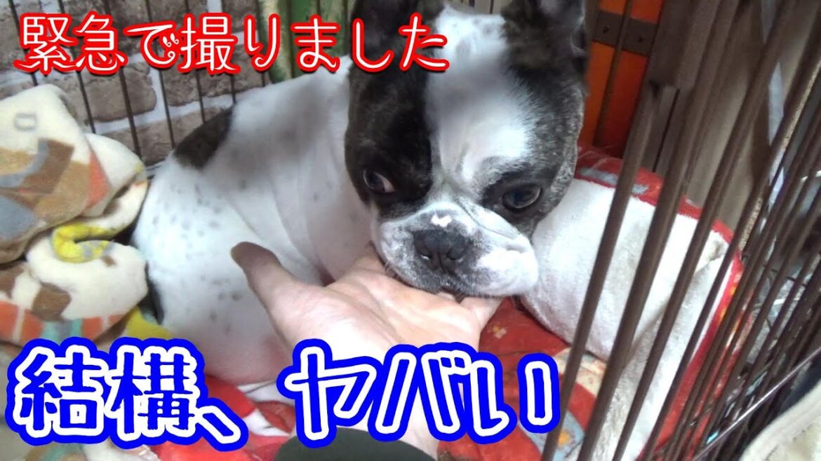 結構、ヤバい！ 緊急で動画を撮りました。フレンチブルドッグ『ぶーちゃん日記』
