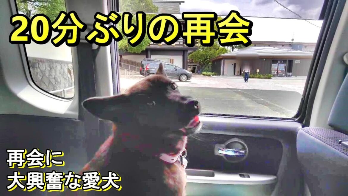 20分ぶりの再会- 甲斐犬いち 20分ぶりの再会- 甲斐犬いち