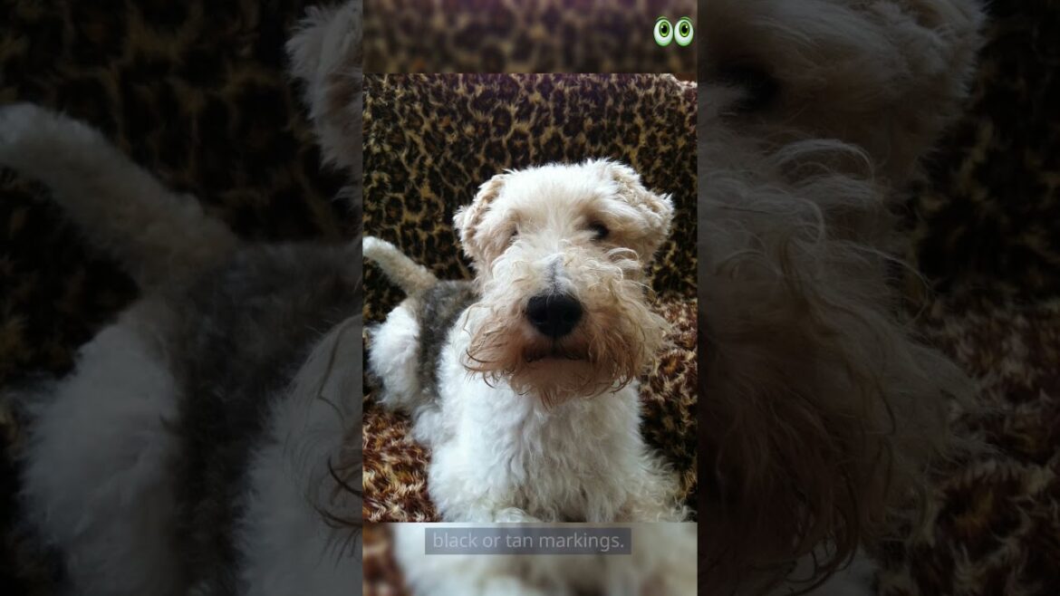 Fox Terrier Fox Terrier