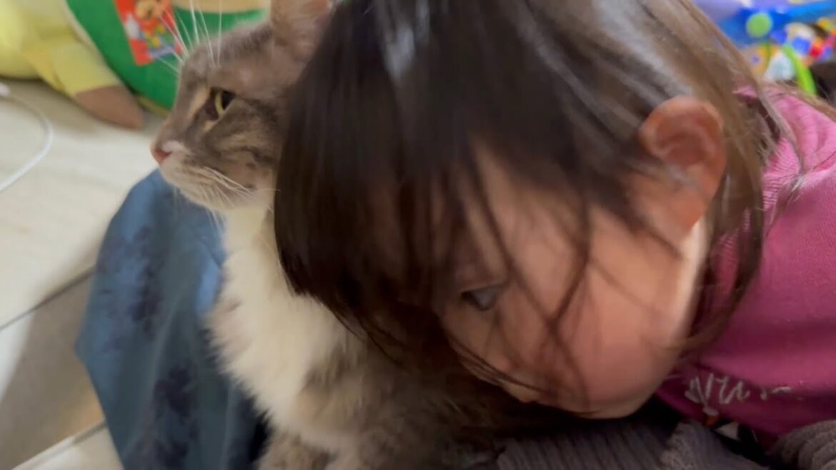 しつこく匂いを嗅ぐ猫　ノルウェージャンフォレストキャットA cat sniffing persistently. Norwegian Forest Cat.
