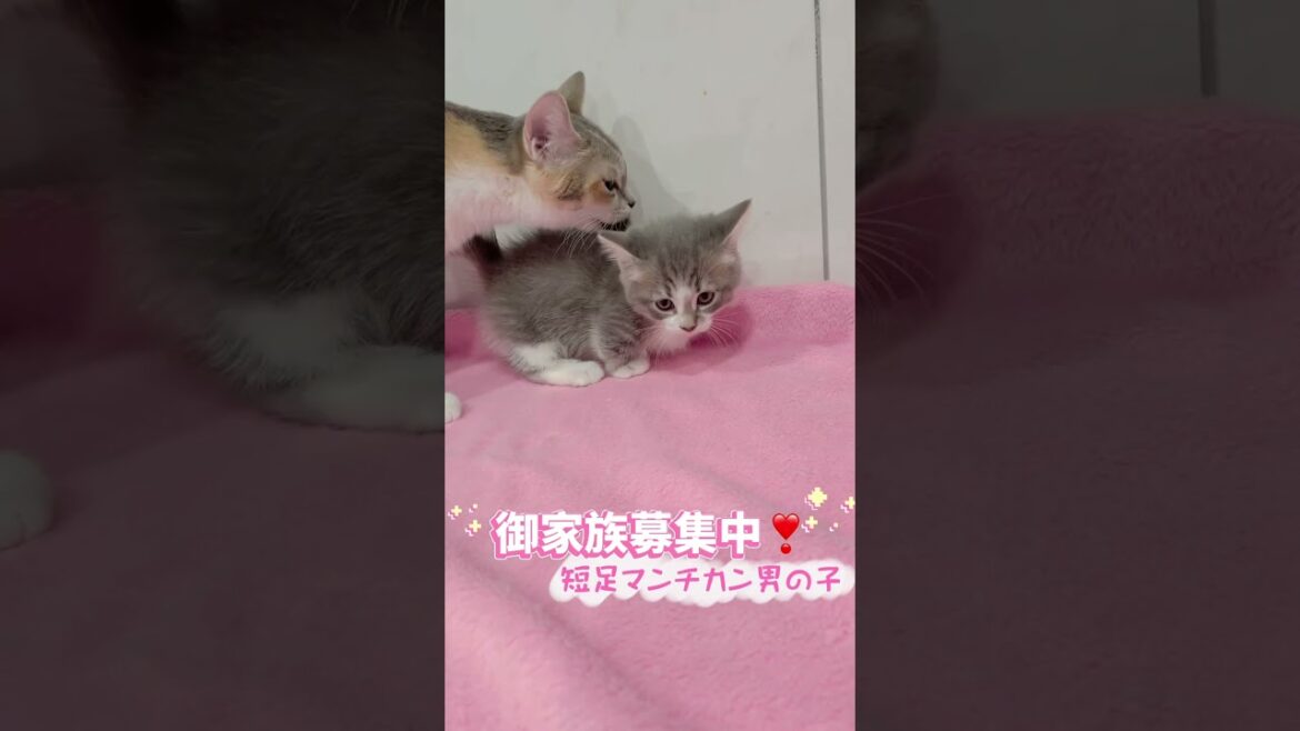 短足マンチカン男の子🩷 【お問合せ詳細は説明欄に記載あります】 #スクーカム #ブリーダー直販 #マンチカン #ミヌエット #ラパーマ #子猫 #子猫販売 #猫 #猫のいる暮らし #猫動画