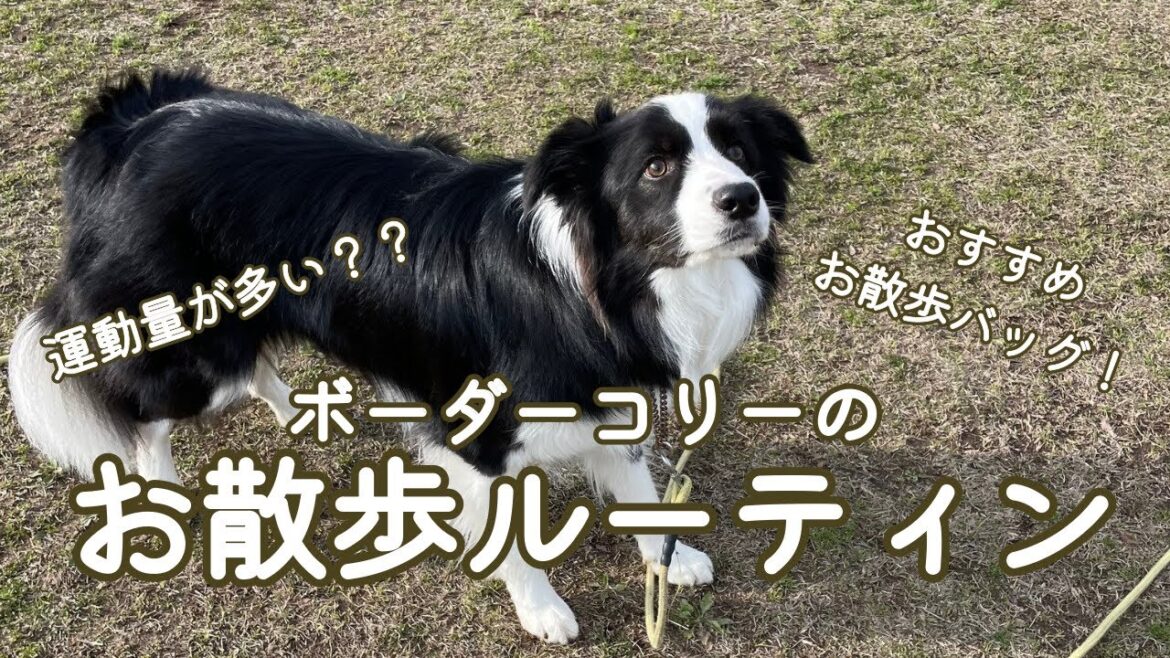 【ボーダーコリーのお散歩ルーティン】運動量が多いと言われるボーダーコリーのお散歩事情と最強お散歩バッグを紹介！