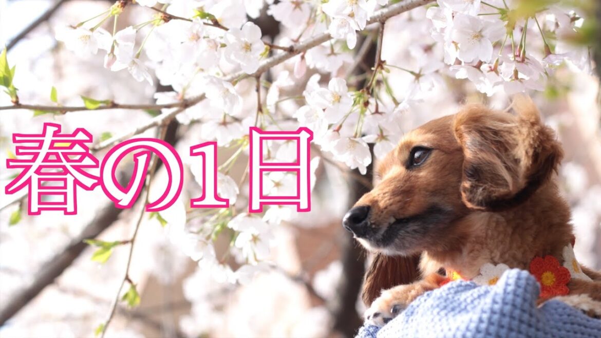【お花見】意識高い系女子の一日【カニンヘンダックスえびすの日常】