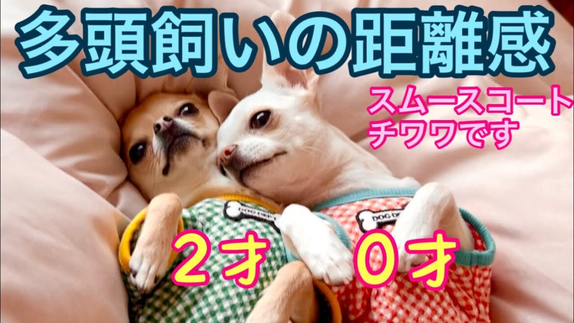 多頭飼いって仲良しなの？仲悪いの？うちのスムチーずの場合