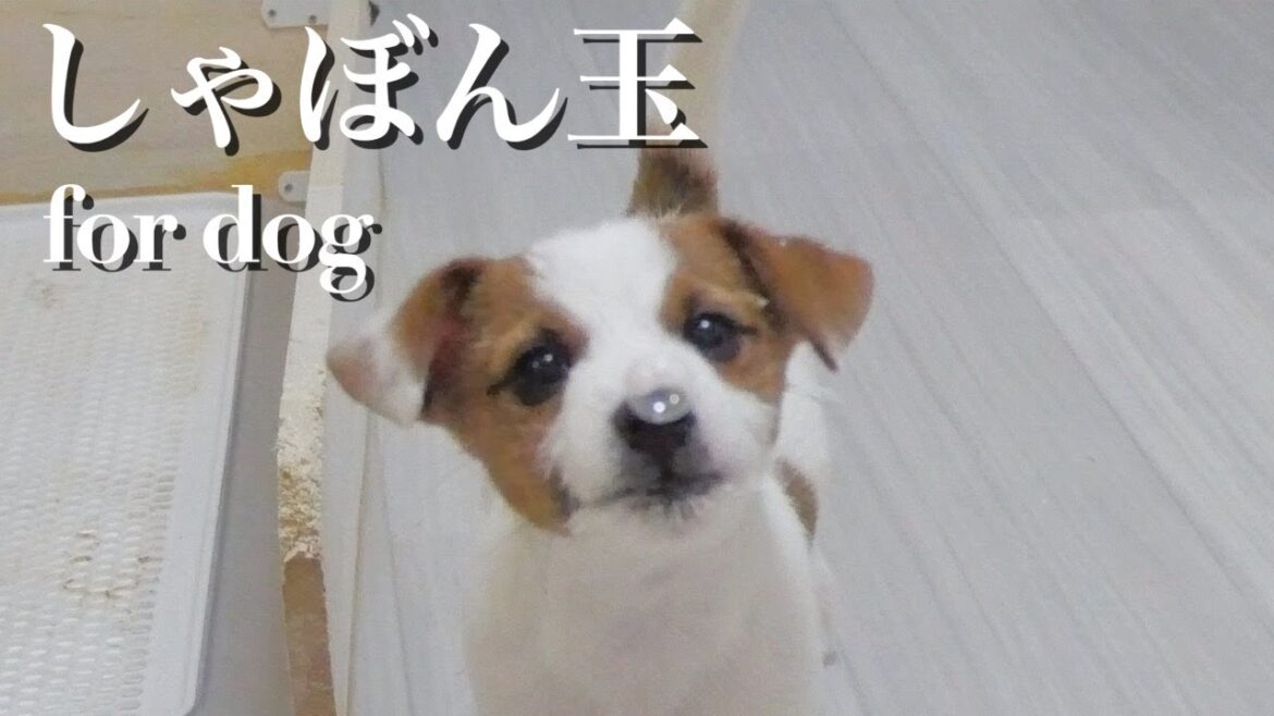しゃぼん玉を捕まえようとする兄犬と弟子犬が可愛すぎるw/ジャックラッセルテリア/多頭飼い しゃぼん玉を捕まえようとする兄犬と弟子犬が可愛すぎるw/ジャックラッセルテリア/多頭飼い