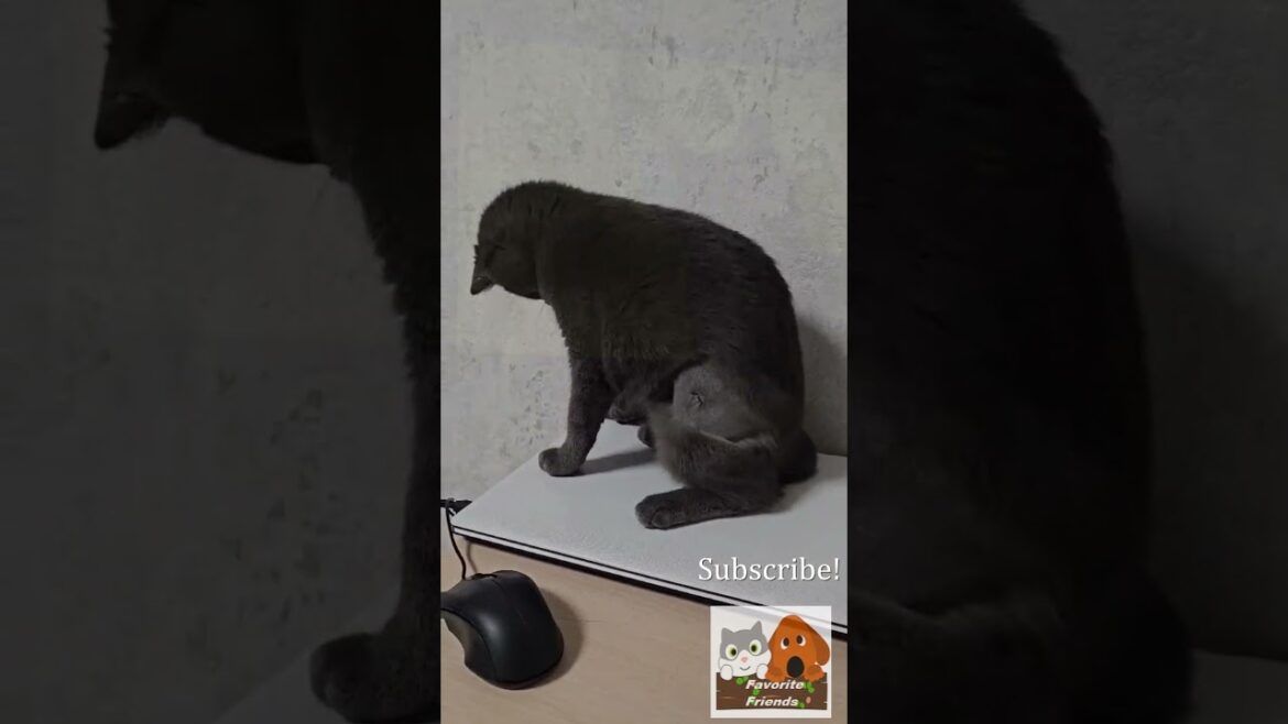 Favorite Friends / Restless Lisa 2 #cat_life Favorite Friends / Restless Lisa 2 #cat_life