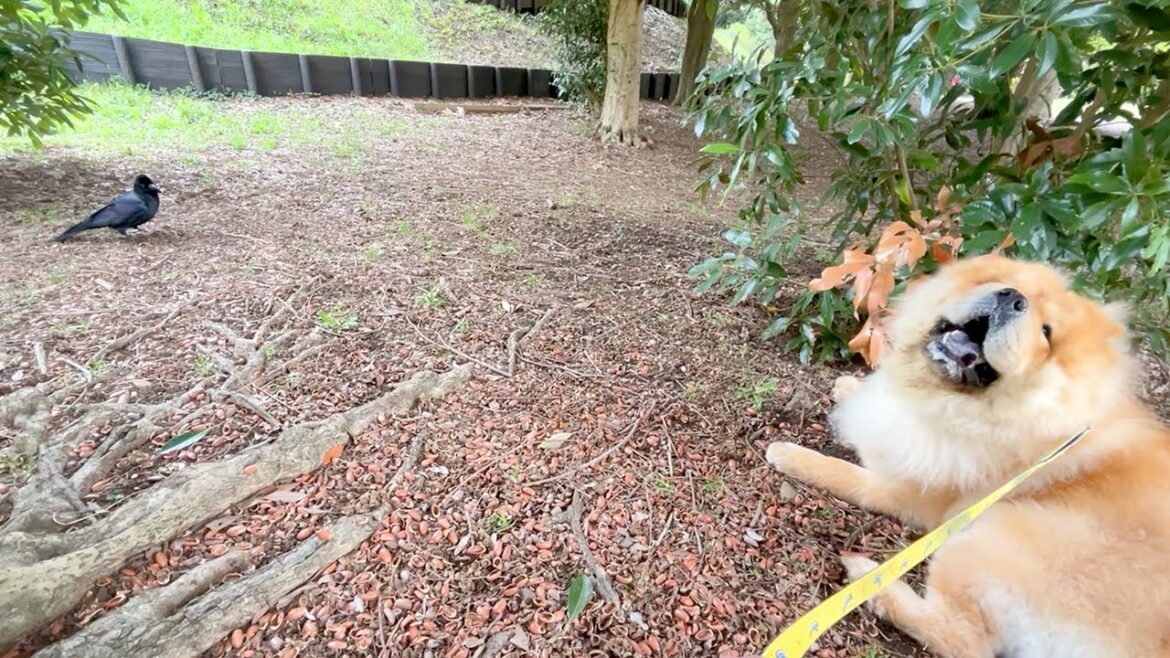 最近では珍しい犬種のため野生のカラスからも食い入るような視線を浴びるチャウチャウ犬