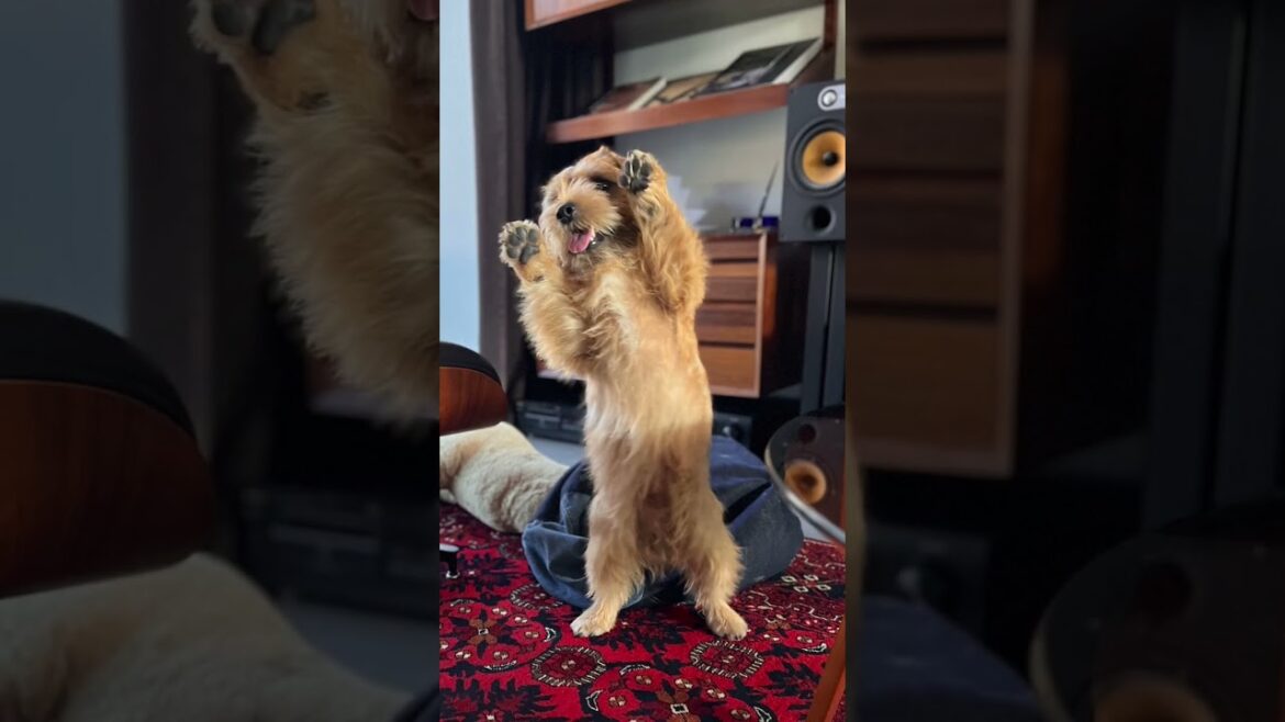 【ガオキチ】#shorts #kichi #norfolkterrier #cutedog #terrier #吉 #ノーフォークテリア #くま #funny