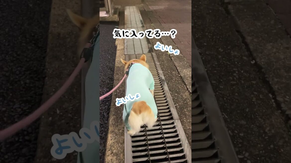 なんでも自ら挑戦してみるコーギー。お散歩中、急に溝蓋が気に入ってしまいました。#コーギー#shorts #corgi #코기 #柯基犬 なんでも自ら挑戦してみるコーギー。お散歩中、急に溝蓋が気に入ってしまいました。#コーギー#shorts #corgi #코기 #柯基犬