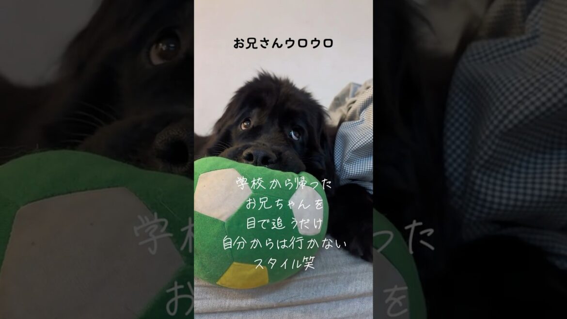 なでなで待ちのあんず#newfoundland #ニューファンドランド